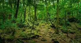 Is Aokigahara Forest in Mount Fuji, Japan haunted?